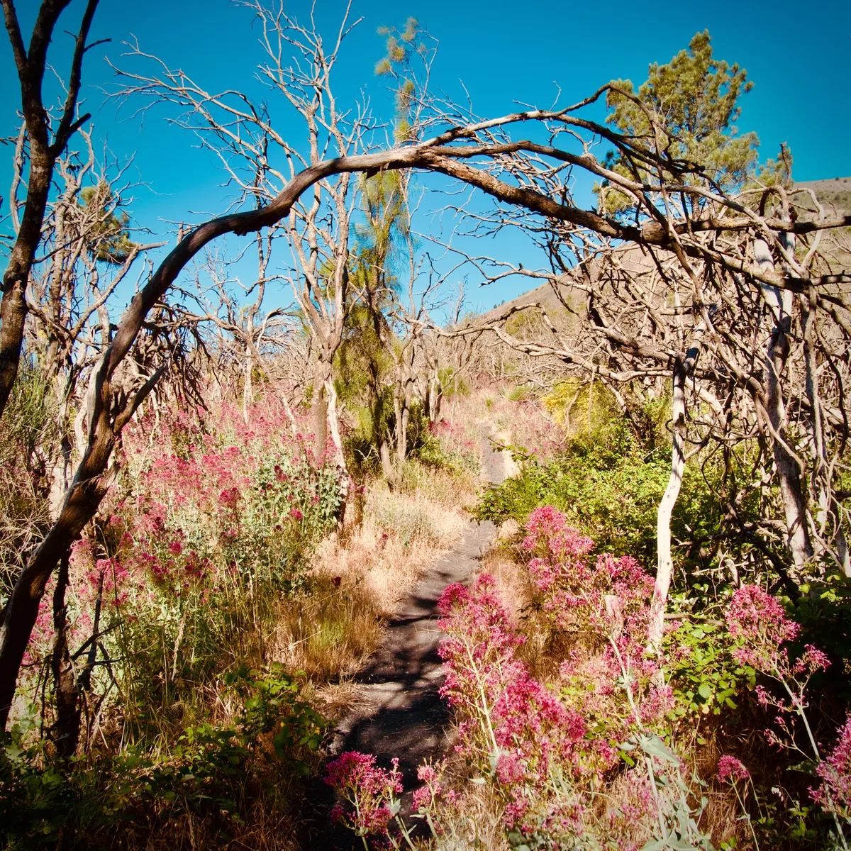 Curved bare tree branches form natural archway over dirt path lined with pink wildflowers, with desert vegetation and hills in background, Ottaviano, Italy