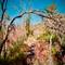 Curved bare tree branches form natural archway over dirt path lined with pink wildflowers, with desert vegetation and hills in background, Ottaviano, Italy