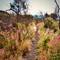 Dirt hiking trail lined with bright pink wildflowers and golden grasses, bare tree branches overhead, distant hiker visible on path in Ottaviano, Italy