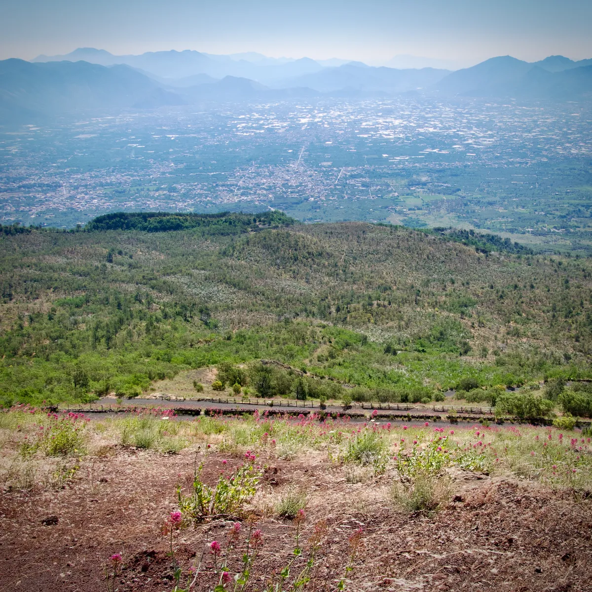 Panoramic view from Mount Vesuvius showing Naples valley with urban sprawl, distant mountains, freight train, and pink wildflowers in foreground