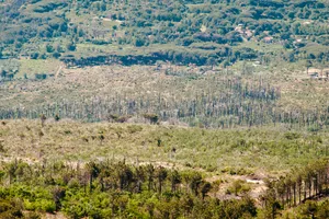 Burned forest area on Mount Vesuvius slopes showing dead tree trunks with new vegetation growth and residential areas in background, Ottaviano, Italy