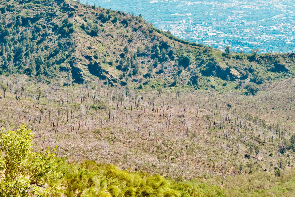 Devastated forest landscape on Mount Vesuvius showing numerous dead tree trunks scattered across hillsides with new green vegetation and urban valley in background, Ottaviano, Italy
