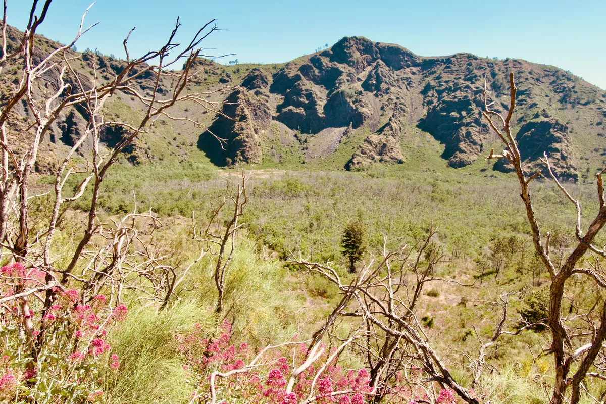 Pink wildflowers bloom among bare tree branches in valley below Mount Vesuvius, with green mountainous slopes in background, Ottaviano, Italy