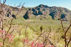 Pink wildflowers bloom among bare tree branches in valley below Mount Vesuvius, with green mountainous slopes in background, Ottaviano, Italy