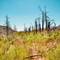 Forest recovery area showing dead burned tree trunks scattered across hillside with bright green vegetation and pink wildflowers growing throughout, Ottaviano, Italy