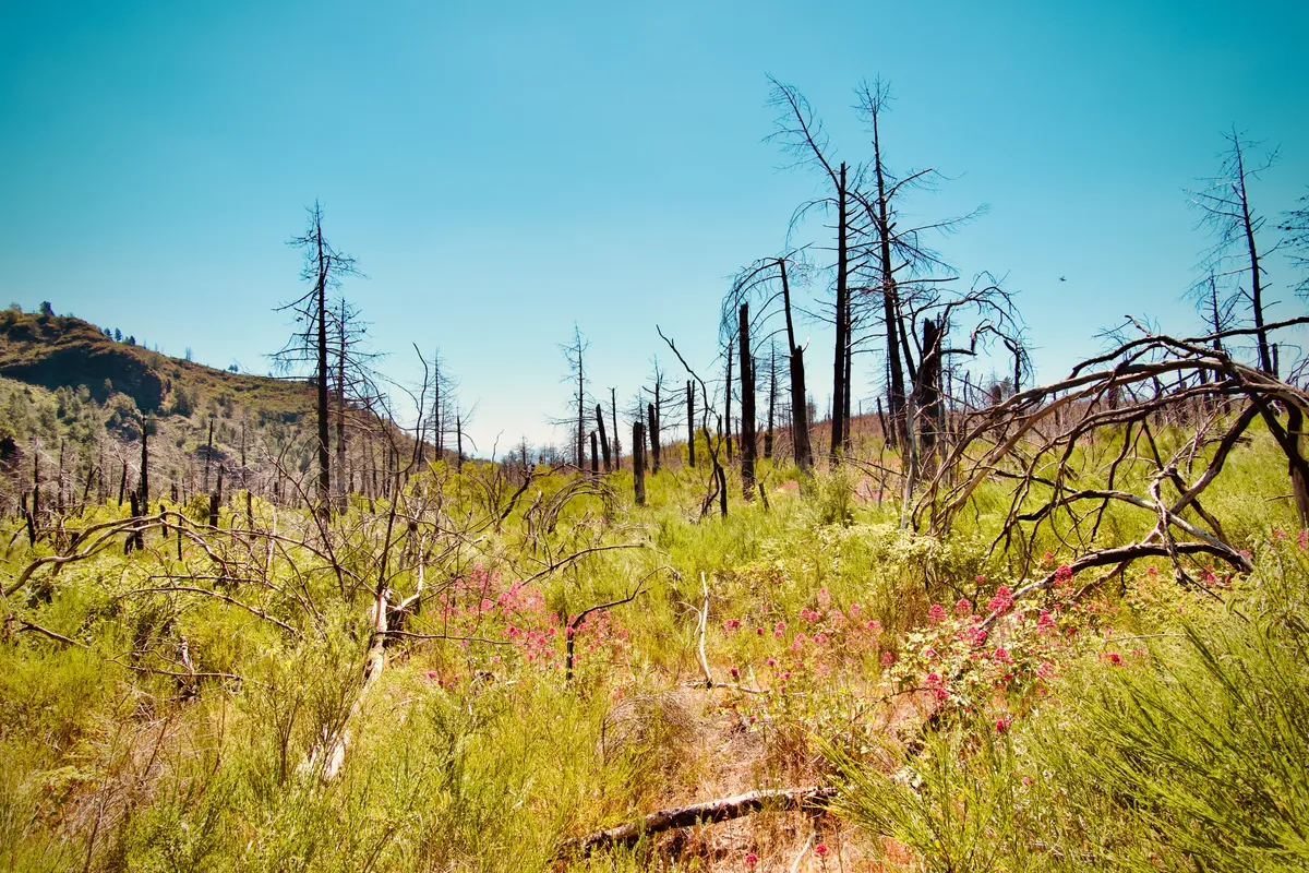 Forest recovery area showing dead burned tree trunks scattered across hillside with bright green vegetation and pink wildflowers growing throughout, Ottaviano, Italy