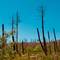 Multiple bare dead tree trunks scattered across hillside with sparse new vegetation growing beneath, clear blue sky above, Ottaviano Italy