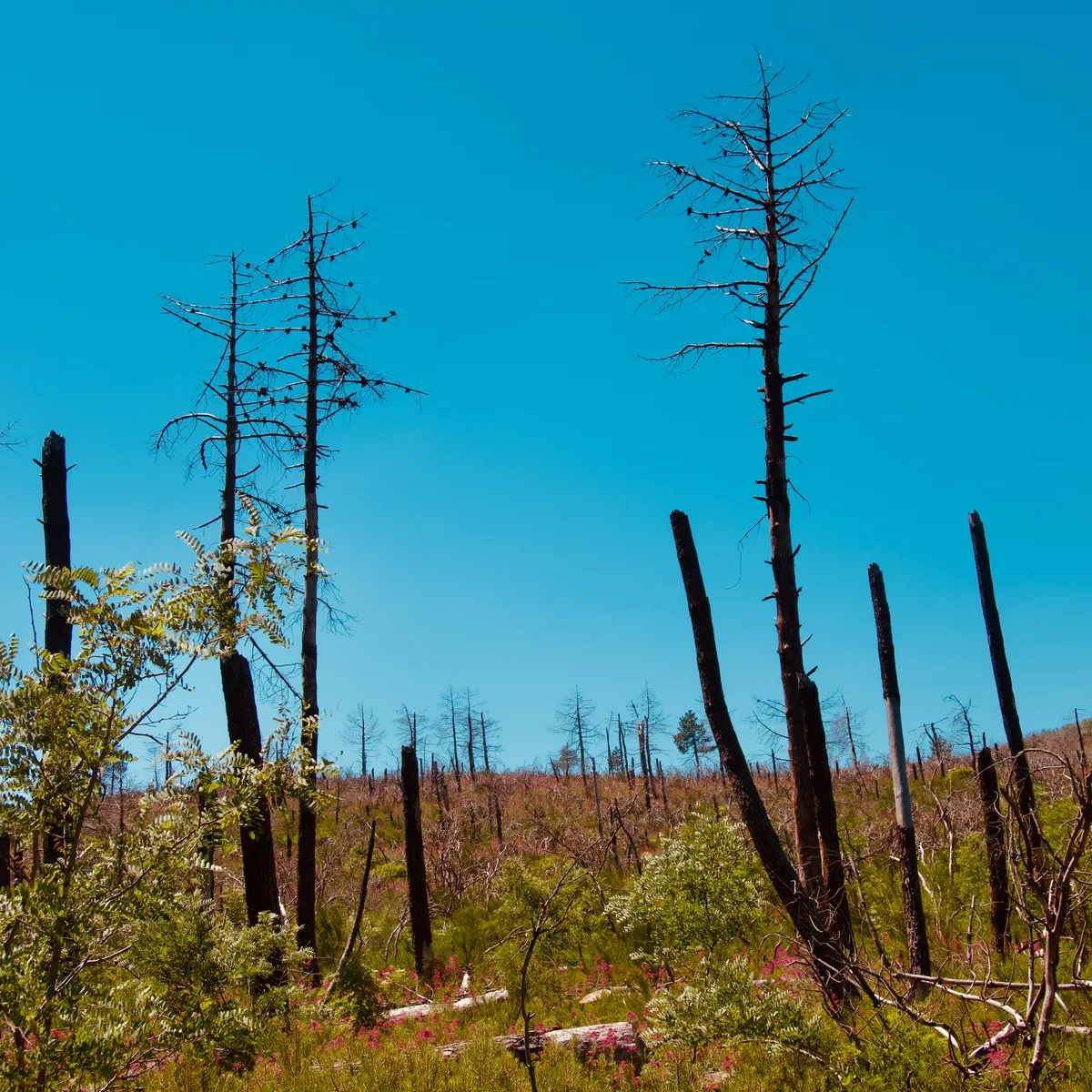 Multiple bare dead tree trunks scattered across hillside with sparse new vegetation growing beneath, clear blue sky above, Ottaviano Italy