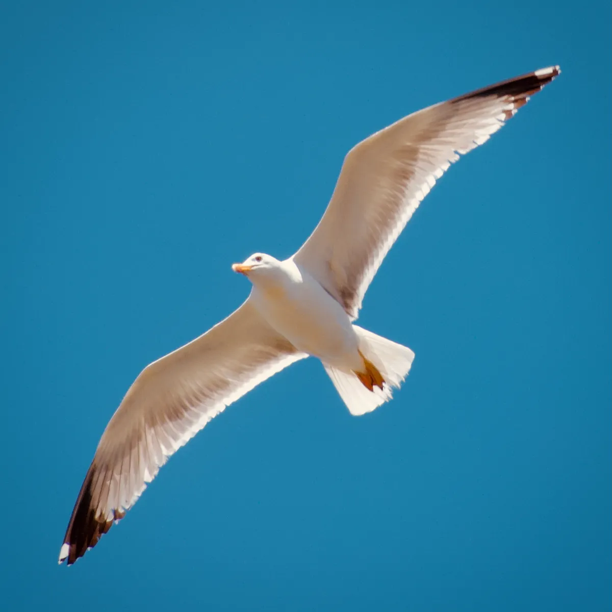 Seagull in flight with wings fully spread against bright blue sky, showing white body with gray wings and black wingtips over Portoferraio, Italy