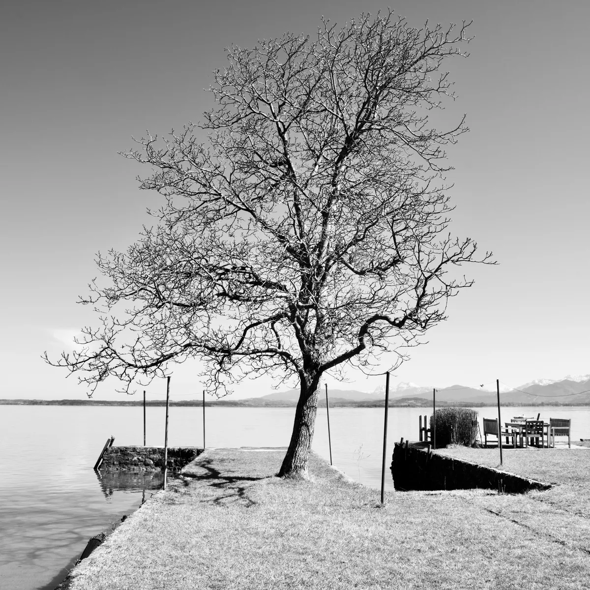 Leafless tree on grassy shoreline with wooden pier posts in calm lake water, mountains visible in background at Chiemsee, Bavaria