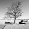 Leafless tree on grassy shoreline with wooden pier posts in calm lake water, mountains visible in background at Chiemsee, Bavaria