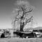Large weeping willow tree with drooping branches beside several moored fishing boats on Chiemsee lake shore in black and white