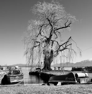 Large weeping willow tree with drooping branches beside several moored fishing boats on Chiemsee lake shore in black and white