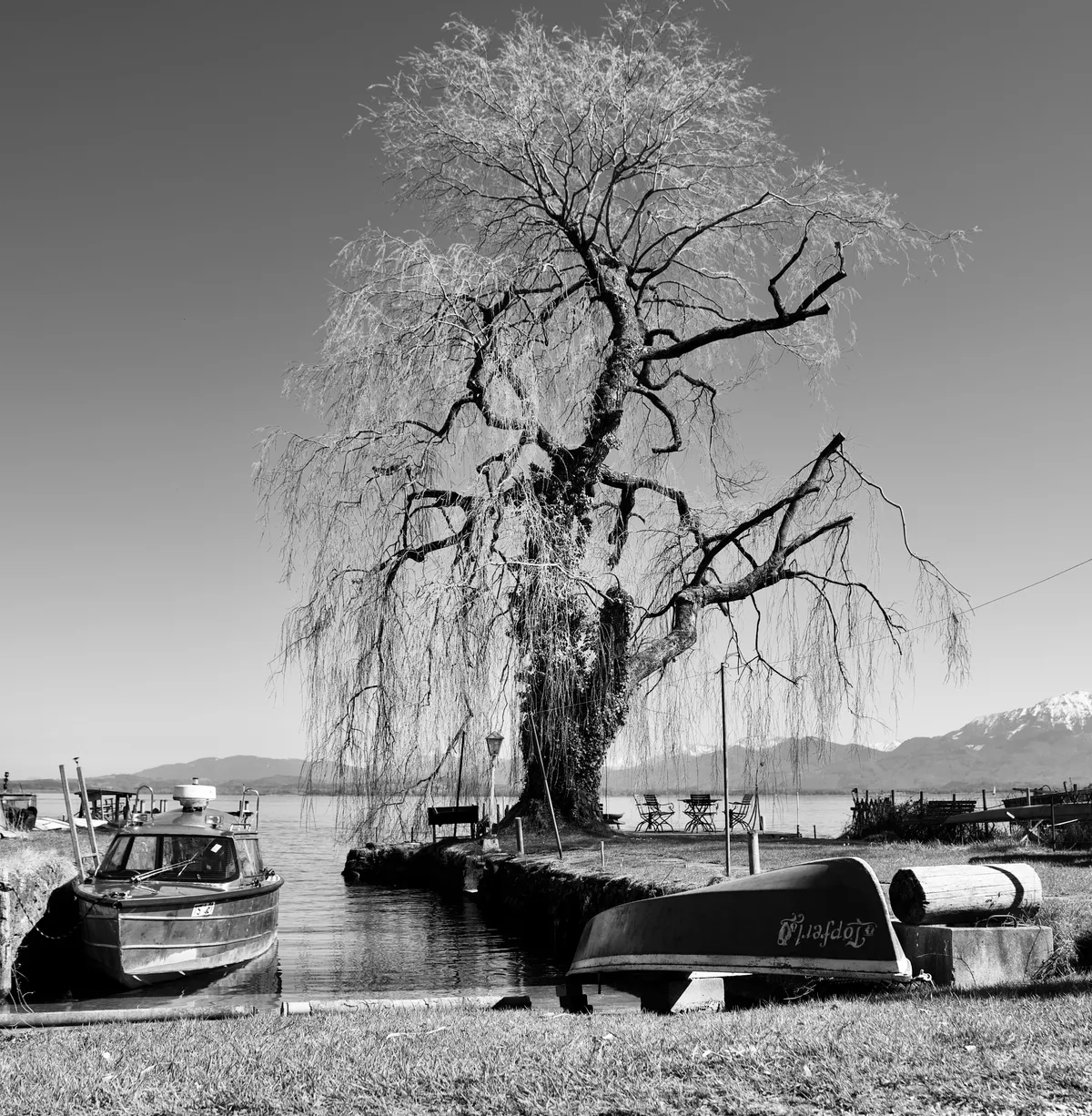 Large weeping willow tree with drooping branches beside several moored fishing boats on Chiemsee lake shore in black and white