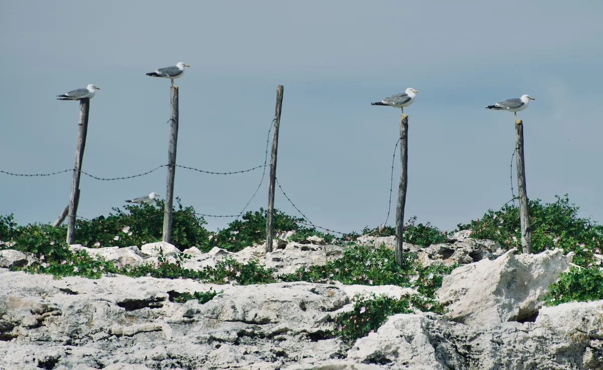 Four seagulls perched on wooden fence posts connected by barbed wire, with rocky coastline and vegetation below in Vieste, Italy