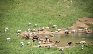 Aerial view of large cattle herd gathered around water source in green Italian countryside near Barisciano, L'Aquila