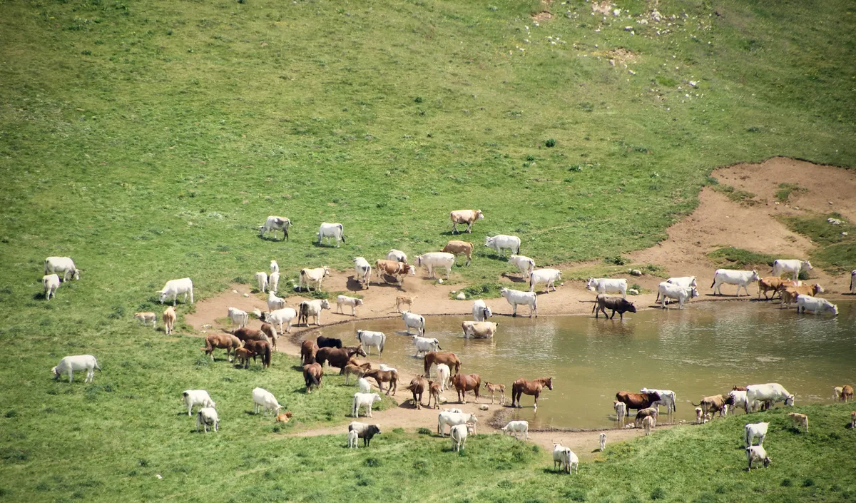 Aerial view of large cattle herd gathered around water source in green Italian countryside near Barisciano, L'Aquila