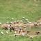 Aerial view of large cattle herd gathered around water source in green Italian countryside near Barisciano, L'Aquila