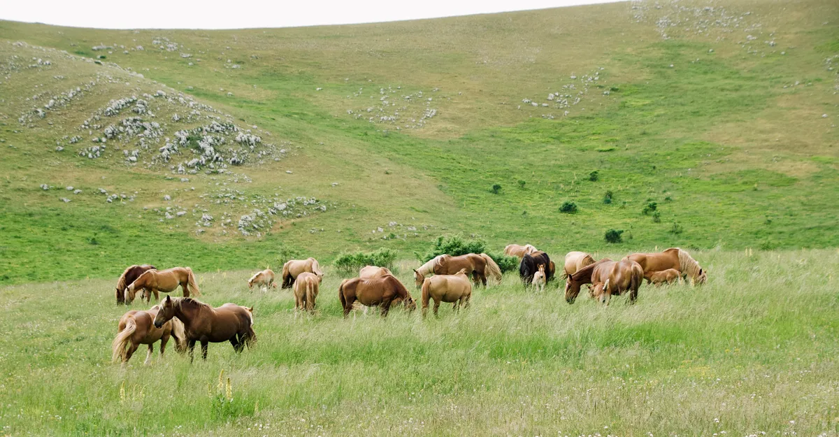 Herd of brown horses grazing in tall grass on rolling green hills with scattered rocks in Campo Imperatore, L'Aquila, Italy