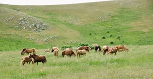 Herd of brown horses grazing in tall grass on rolling green hills with scattered rocks in Campo Imperatore, L'Aquila, Italy