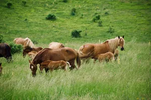 Group of wild horses including mares and foals grazing in lush green grassland with rolling hills in Campo Imperatore, Italy