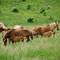 Group of wild horses including mares and foals grazing in lush green grassland with rolling hills in Campo Imperatore, Italy