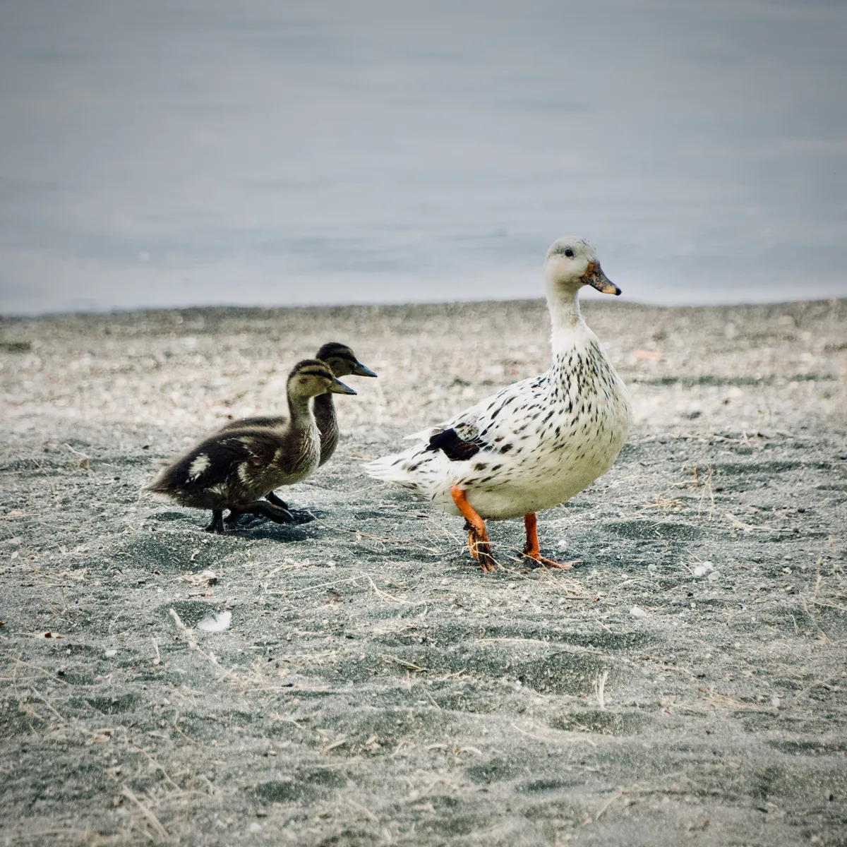Adult duck with speckled white plumage and two dark fuzzy ducklings walking on sandy beach at Lake Bolsena, Italy