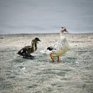 Adult duck with speckled white plumage and two dark fuzzy ducklings walking on sandy beach at Lake Bolsena, Italy