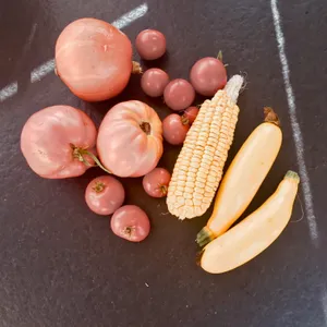 Fresh garden harvest of heirloom tomatoes, corn on the cob, and yellow summer squash arranged on dark slate surface in Erlau, Austria