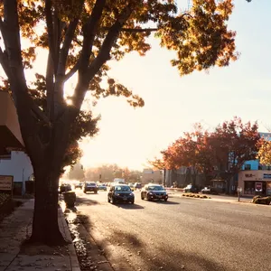 Golden morning sunlight filtering through large tree branches over suburban street with cars and autumn foliage in Mountain View, California