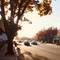 Golden morning sunlight filtering through large tree branches over suburban street with cars and autumn foliage in Mountain View, California
