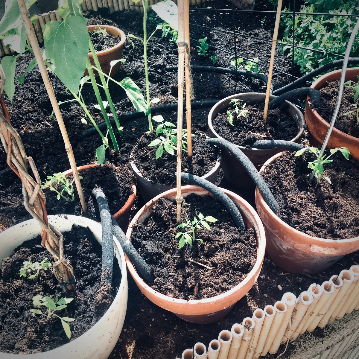 Multiple terra cotta pots with young plants and bamboo stakes arranged in a garden bed with black irrigation tubing, shot in Erlau, Austria