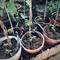 Multiple terra cotta pots with young plants and bamboo stakes arranged in a garden bed with black irrigation tubing, shot in Erlau, Austria