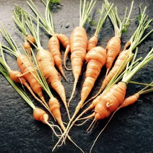 Collection of freshly harvested orange carrots with green leafy tops arranged on dark slate surface in Erlau, Austria