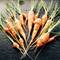 Collection of freshly harvested orange carrots with green leafy tops arranged on dark slate surface in Erlau, Austria