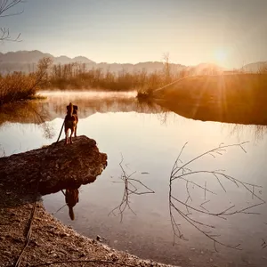 Brown and black terrier mix dog standing on rocky outcrop beside misty lake with mountains in background during sunrise at Achenloch lake, Austria