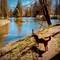 Brown terrier mix dog on leash standing on lakeside path at Außerkapelle lake with snow-capped mountains and trees reflected in calm water