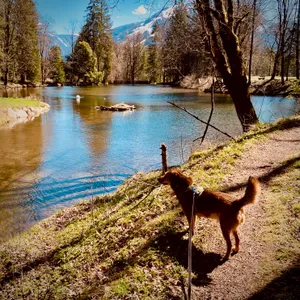 Brown terrier mix dog on leash standing on lakeside path at Außerkapelle lake with snow-capped mountains and trees reflected in calm water