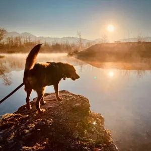 Silhouetted terrier mix dog on leash standing on rocky outcrop beside misty lake with mountains and sun reflection during sunrise