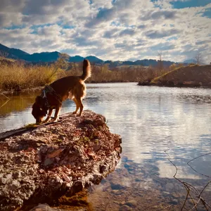 Brown terrier mix dog in harness standing on large rock beside clear lake water with mountains and cloudy sky at Achenloch lake, Austria