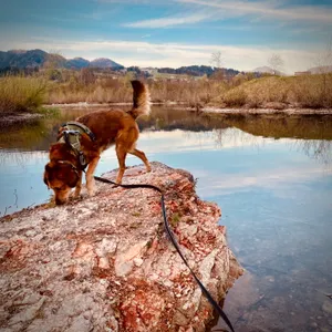 Brown terrier mix dog in harness standing on reddish rock outcrop, drinking or sniffing at calm lake water with mountain reflections