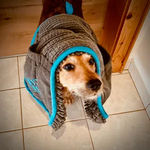 Brown and black terrier mix dog wearing gray microfiber drying coat with turquoise trim, sitting on tiled floor indoors after rain walk