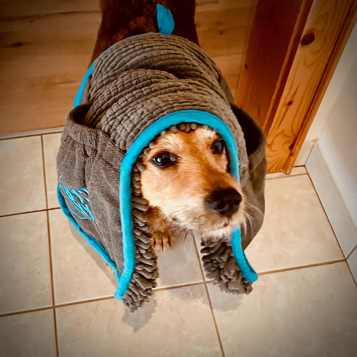 Brown and black terrier mix dog wearing gray microfiber drying coat with turquoise trim, sitting on tiled floor indoors after rain walk