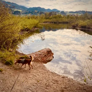 Brown terrier mix dog on leash drinking from calm lake water while standing on rocky shore, with mountains and clouds reflected in water at Achenloch lake, Austria
