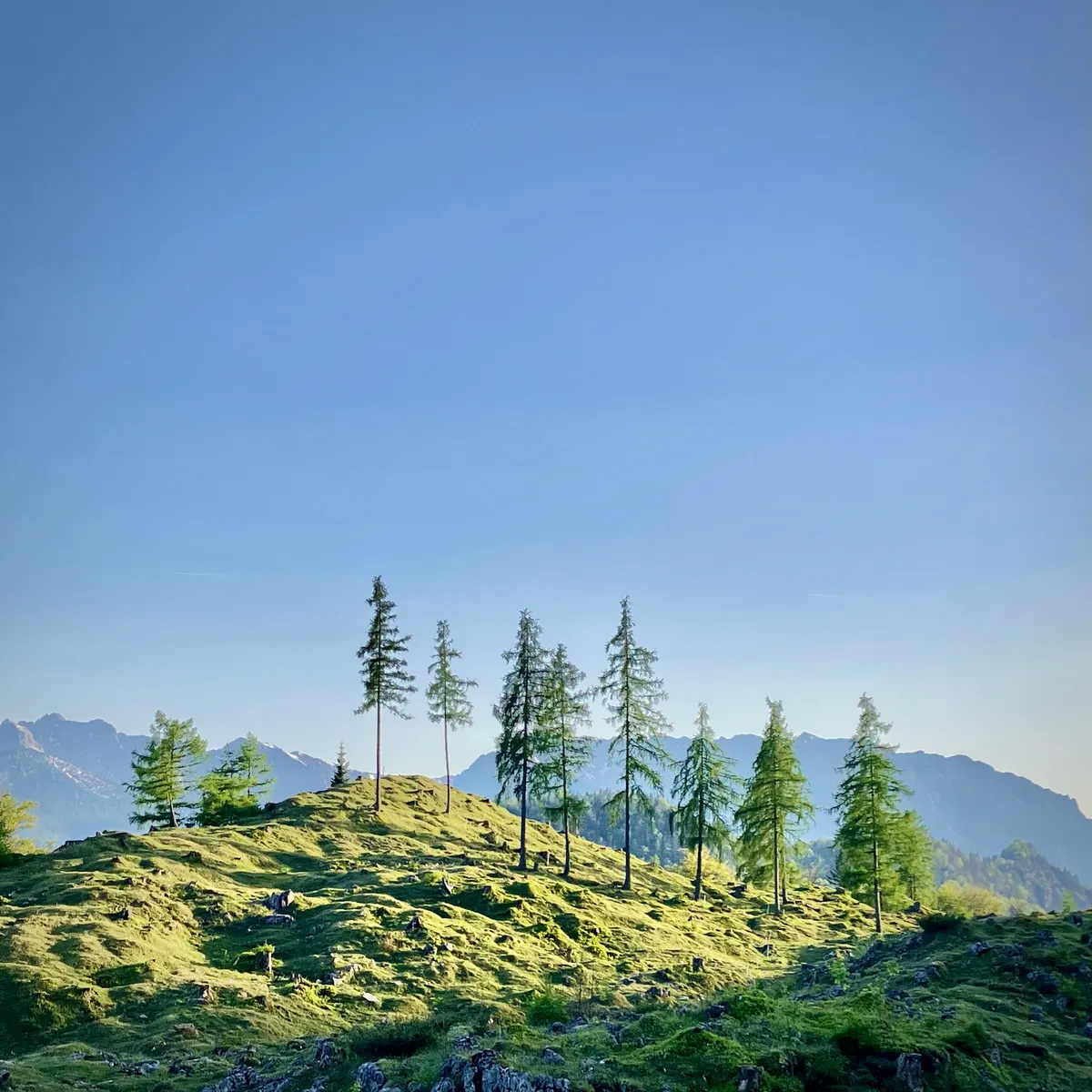 Sparse coniferous trees growing on moss-covered rocky hillside with layered mountain ranges visible in background under clear blue sky in Kössen, Austria