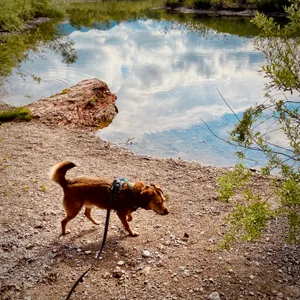 Brown and black terrier mix dog on harness investigating rocky shoreline at calm lake with perfect cloud reflections at Achenloch lake, Austria