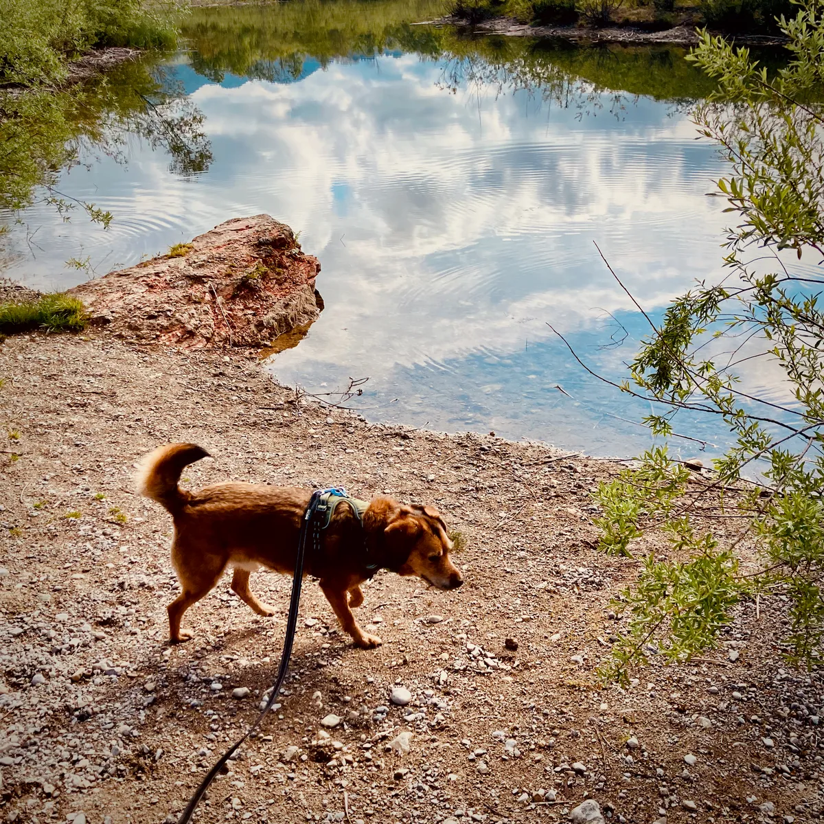 Brown and black terrier mix dog on harness investigating rocky shoreline at calm lake with perfect cloud reflections at Achenloch lake, Austria