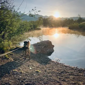 Brown terrier dog on leash standing on rocky shoreline at misty lake during sunrise, with bright sun creating golden reflections on water and mountains silhouetted in background at Achenloch lake, Austria