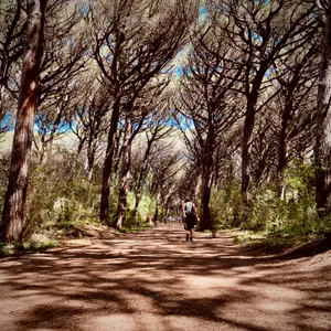 Tree-lined forest path with tall Mediterranean pines creating natural canopy tunnel, people walking ahead on sandy trail in Marina di Bibbona, Italy