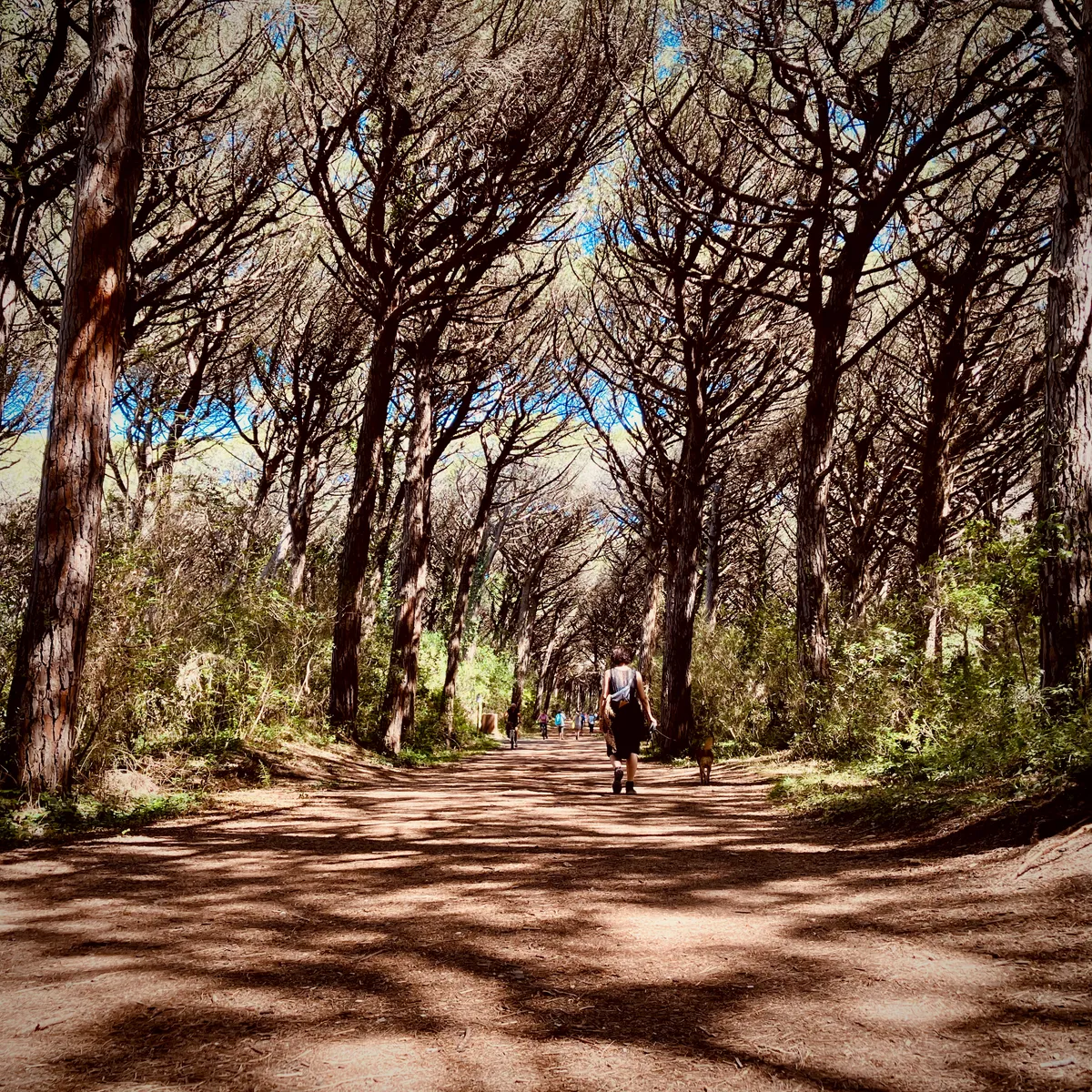 Tree-lined forest path with tall Mediterranean pines creating natural canopy tunnel, people walking ahead on sandy trail in Marina di Bibbona, Italy